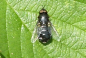 Odontomyia tigrina